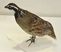 开云在线入口 -/健T泟0+堼试沖j嶅鹑8?€#P?怔L閰_(t?燵fO榷氘?F羊P}騐杓M镖x?琁??